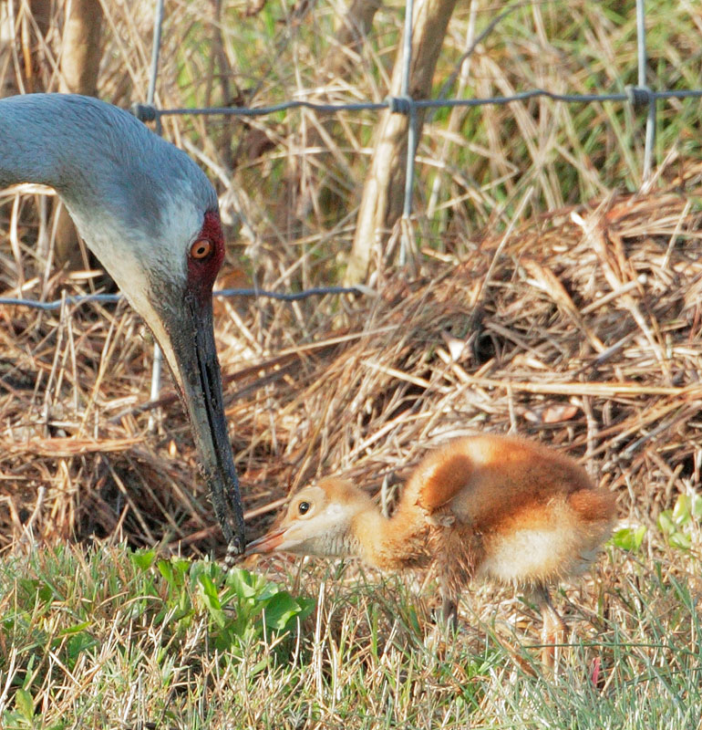 Sandhill Cranes