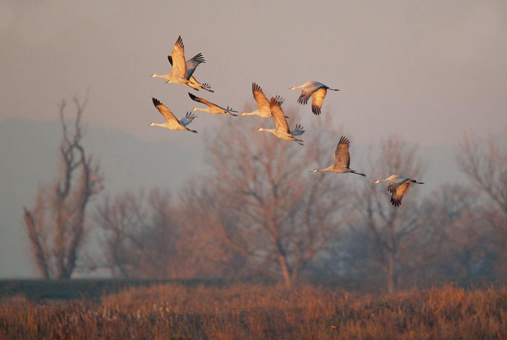 Sandhill Cranes