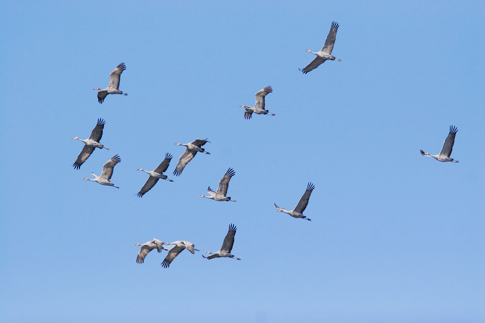 Sandhill Cranes