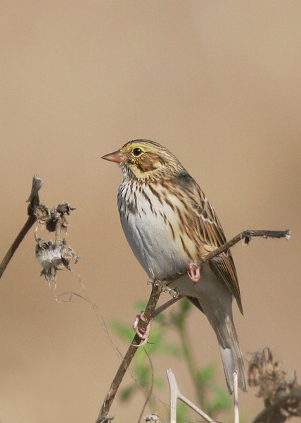 Savannah Sparrow, 10/23/05, Stevens Creek north of 101