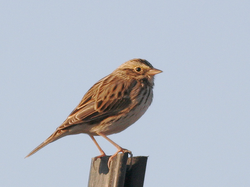 Savannah Sparrow, 10/28/06, Sierra Road