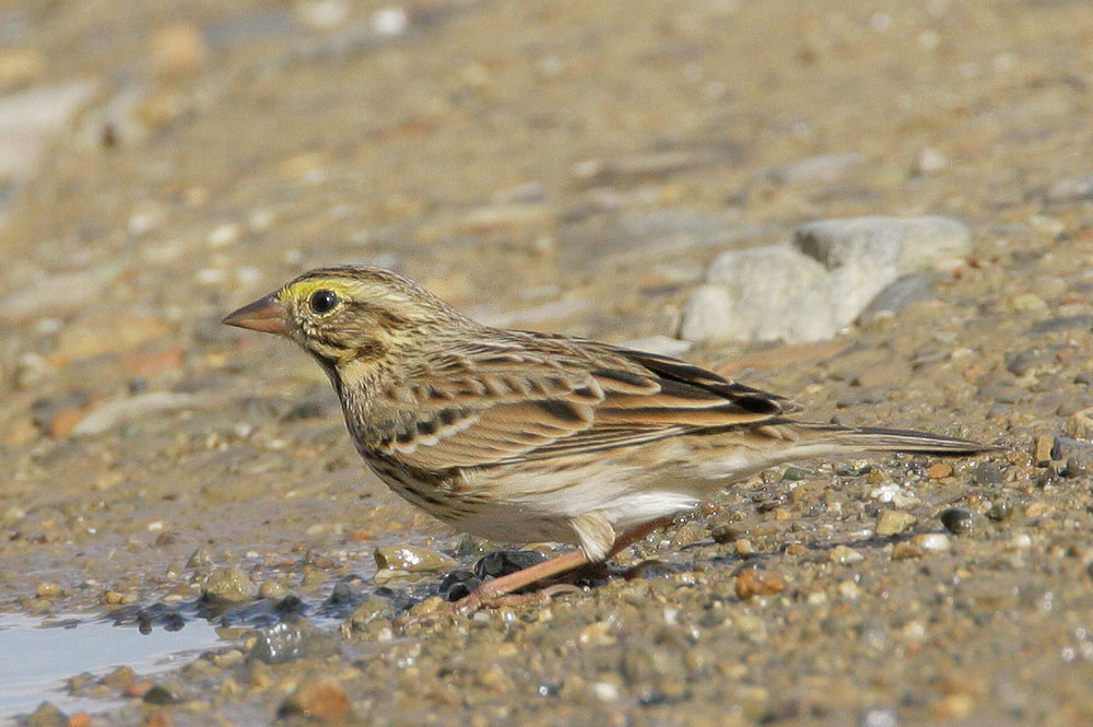 Savannah Sparrow, 11/7/07, Mercey Hot Springs, Fresno Co