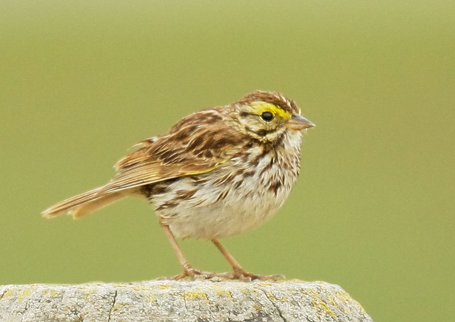 Savannah Sparrow, 5/31/08, Radio Road, Redwood Shores, San Mateo Co