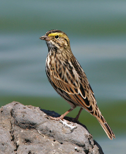 Savannah Sparrow, adult, 8/20/04, Edwards NWR, Alviso