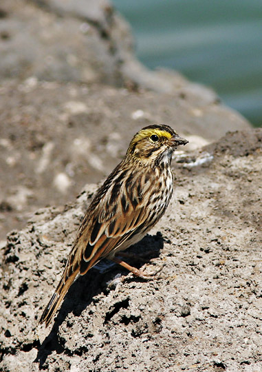 Savannah Sparrow, adult, 8/20,04, Edwards NWR, Alviso