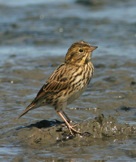 Savannah Sparrow, 8/28/04, Shoreline Park, Mountain View