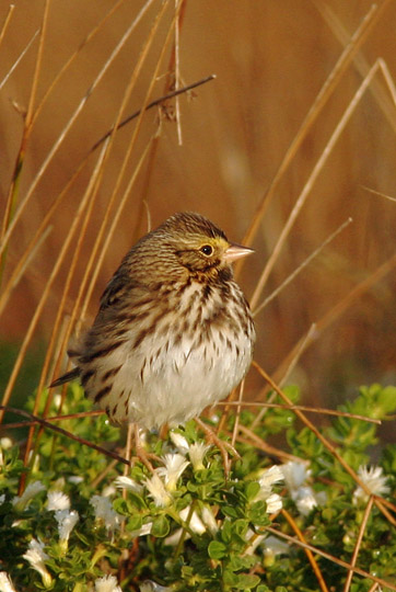 Savannah Sparrow, 11/13/04, Bodega Bay, Sonoma Co
