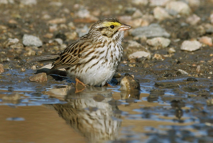 Savannah Sparrow, 5/10/05, First Encounter Beach, Eastham, MA