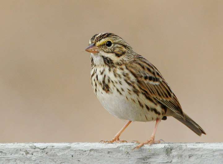 Savannah Sparrow, 10/15/05, Shoreline Park, Mountain View