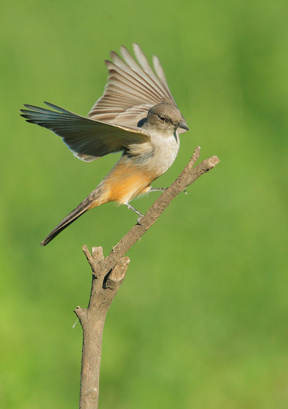 Say's Phoebe