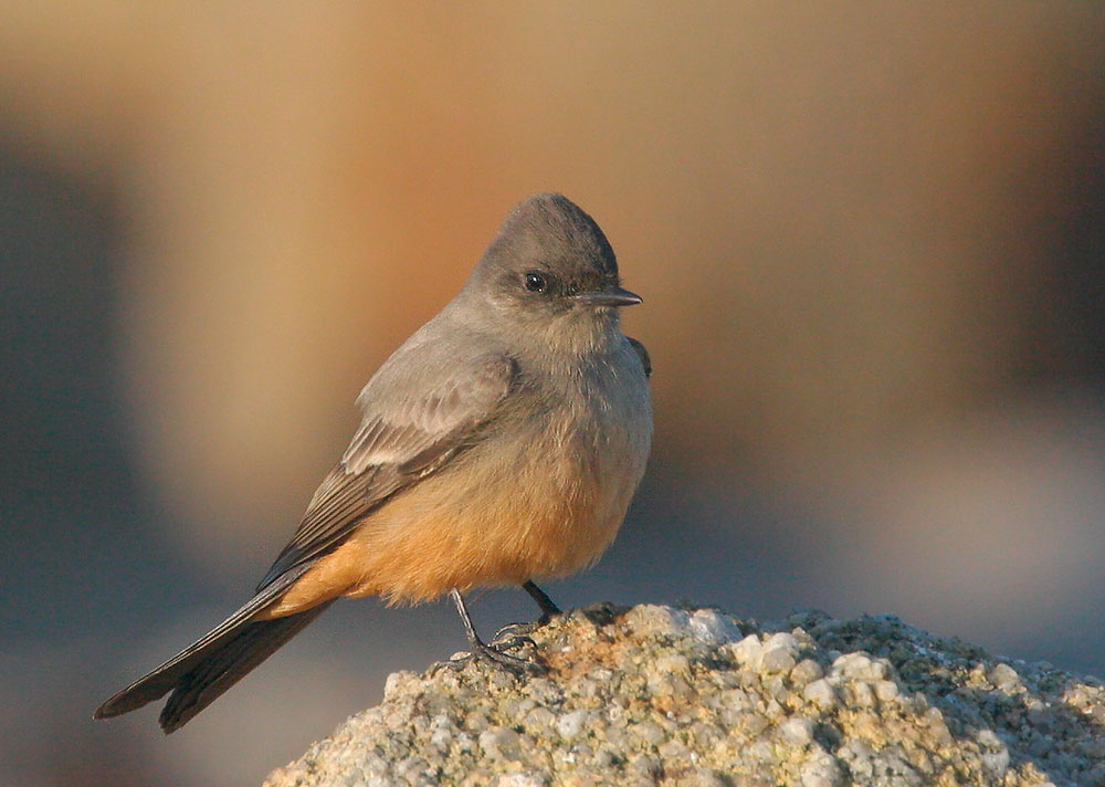 Say's Phoebe