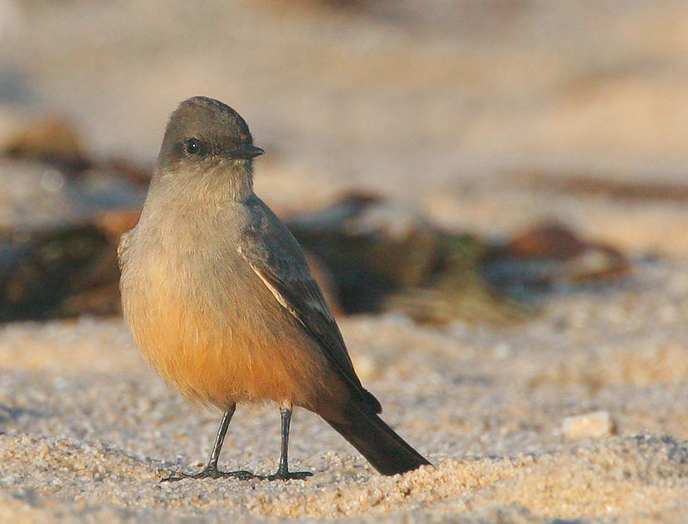 Say's Phoebe