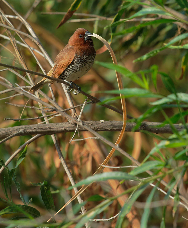 Scaly-breasted Munia