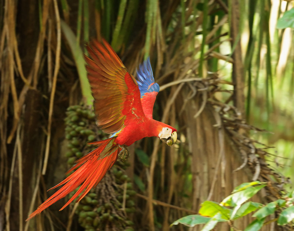 Scarlet Macaw