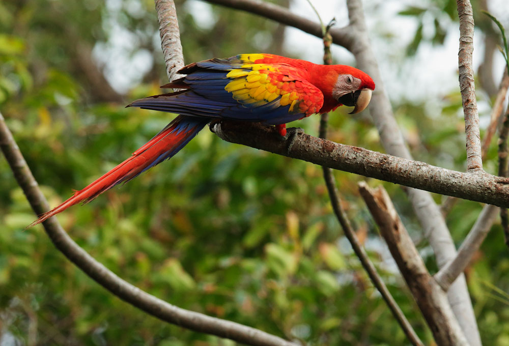 Scarlet Macaw