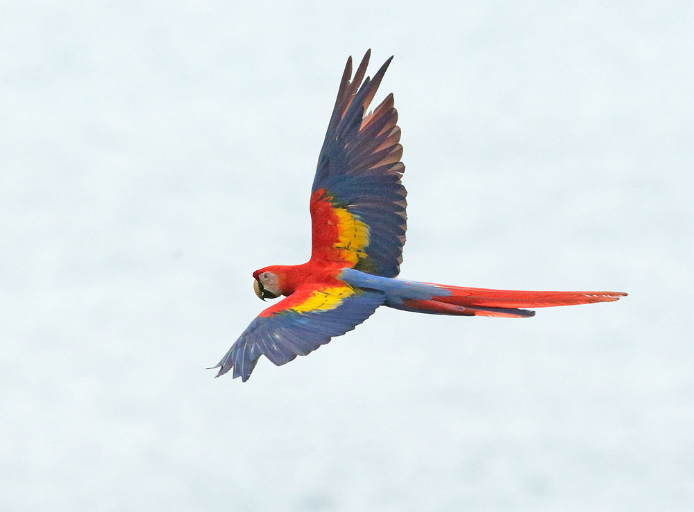 Scarlet Macaw