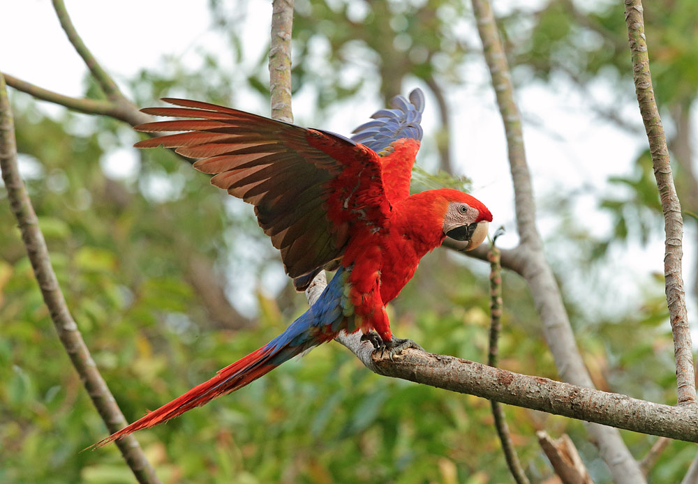 Scarlet Macaw