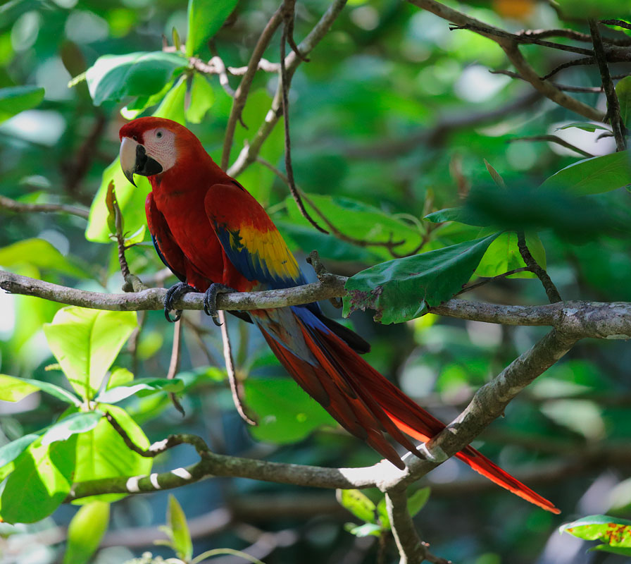 Scarlet Macaw