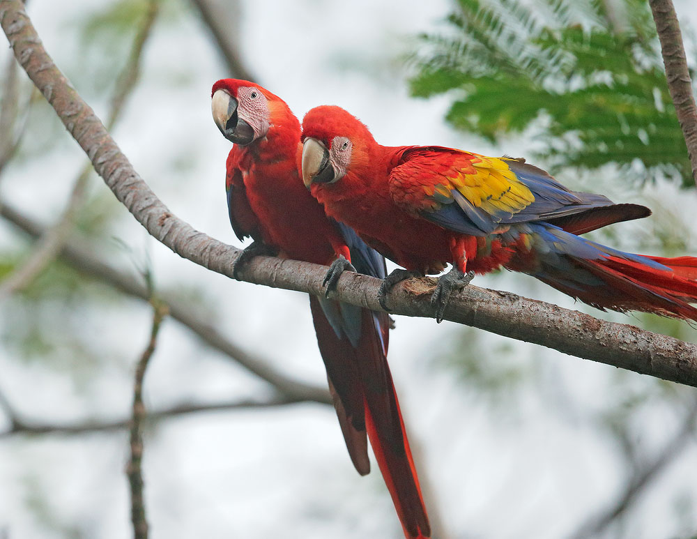 Scarlet Macaws
