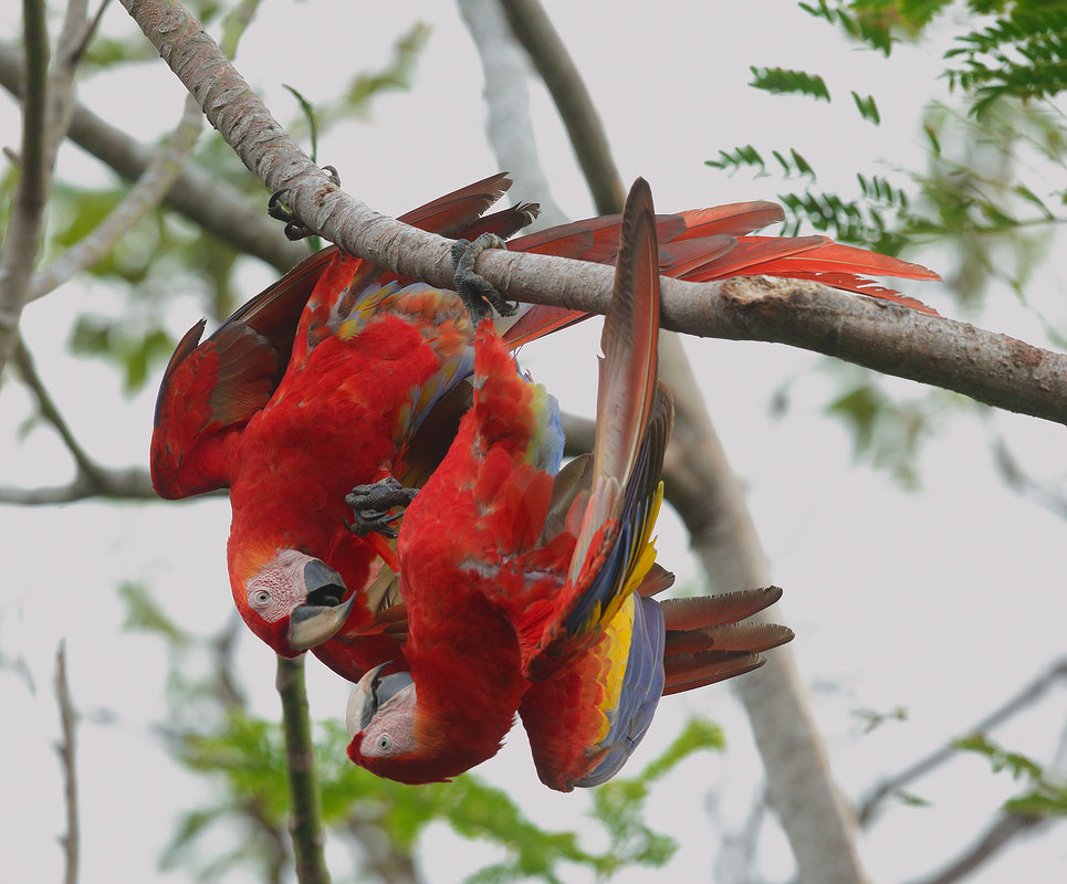Scarlet Macaw