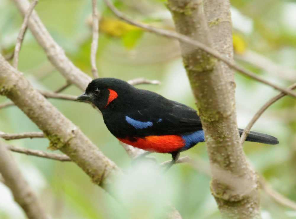 Scarlet-belled Mountain-Tanager