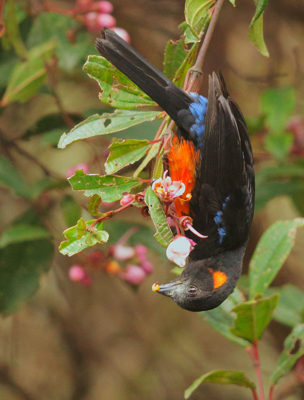 Scarlet-bellied Mountain-Tanager