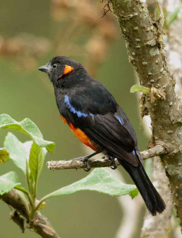 Scarlet-bellied Mountain-Tanager