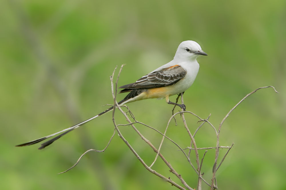 Scissor-tailed Flycatcher, male, 4/17/08, Galveston Island State Park, TX