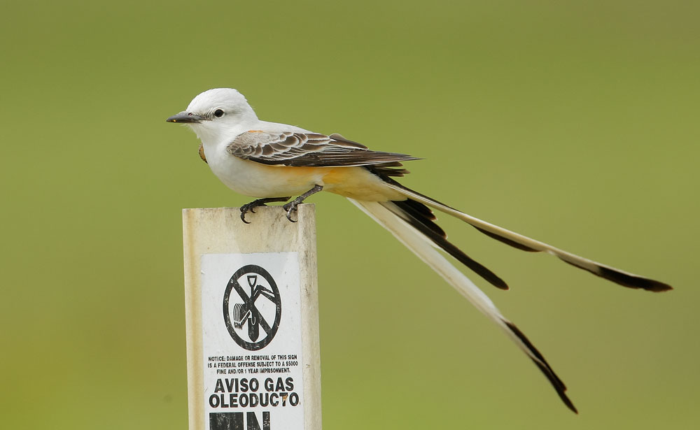 Scissor-tailed Flycatcher, male, 4/17/08, Galveston Island State Park, TX