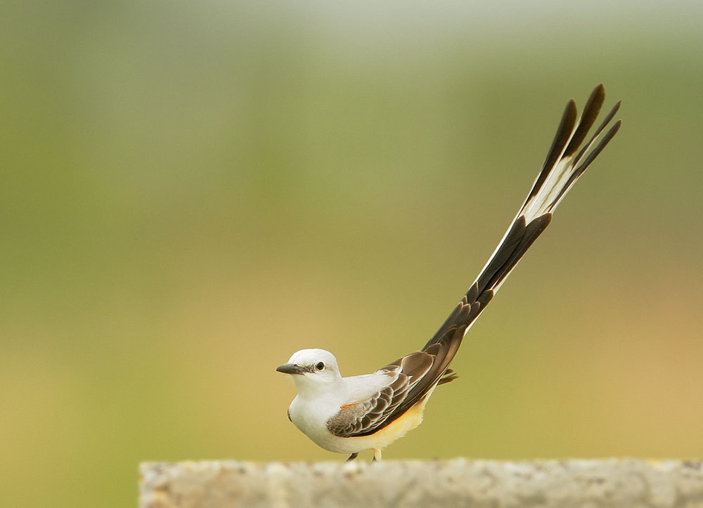 Scissor-tailed Flycatcher, 4/17/08, Galveston Island State Park, TX