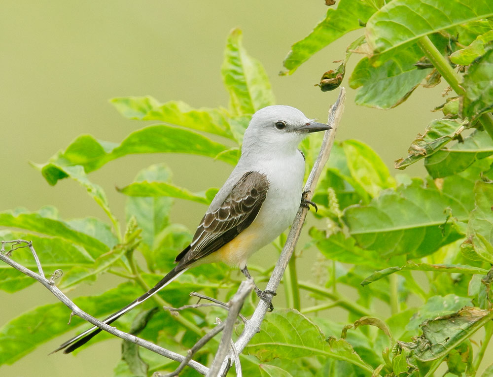 Scissor-tailed Flycatcher, 4/17/08, Galveston Island State Park, TX