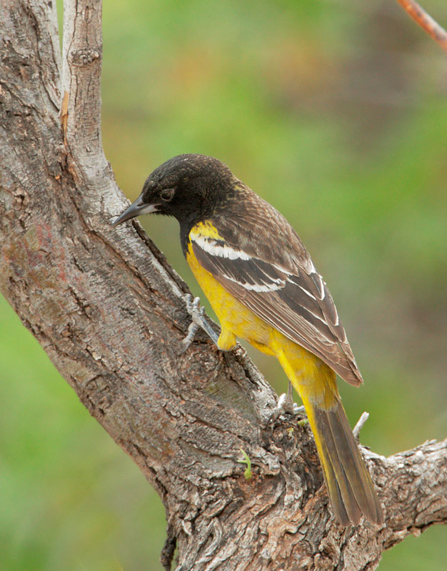 Scott's Oriole