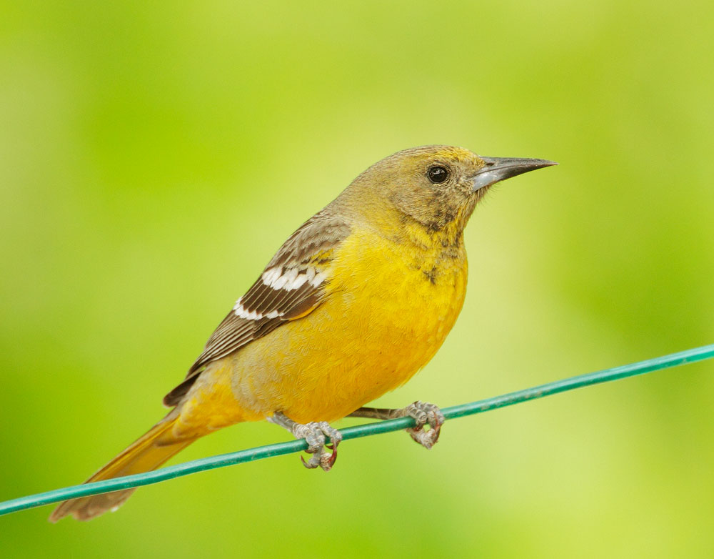 Scott's Oriole