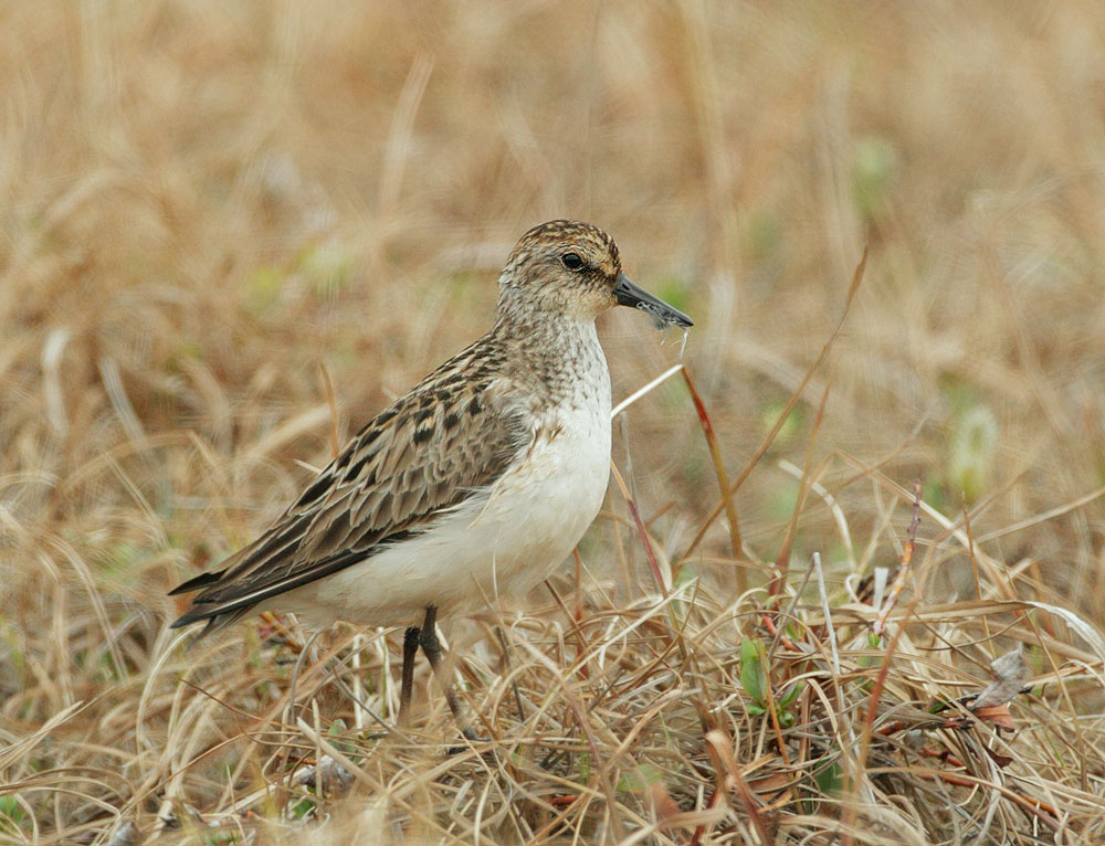 Semipalmated Sandpiper