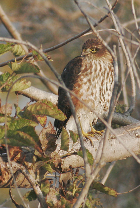 Sharp-shinned Hawk