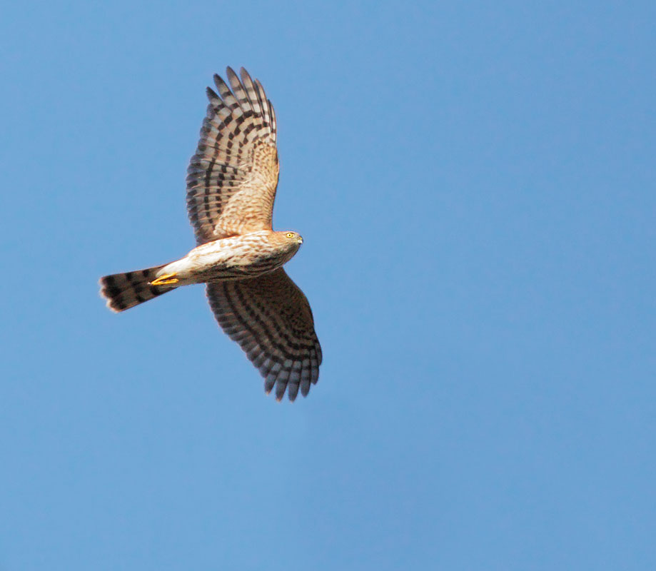 Sharp-shinned Hawk