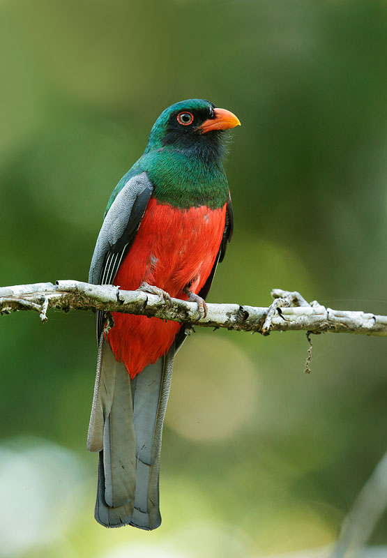 Slaty-tailed Trogon