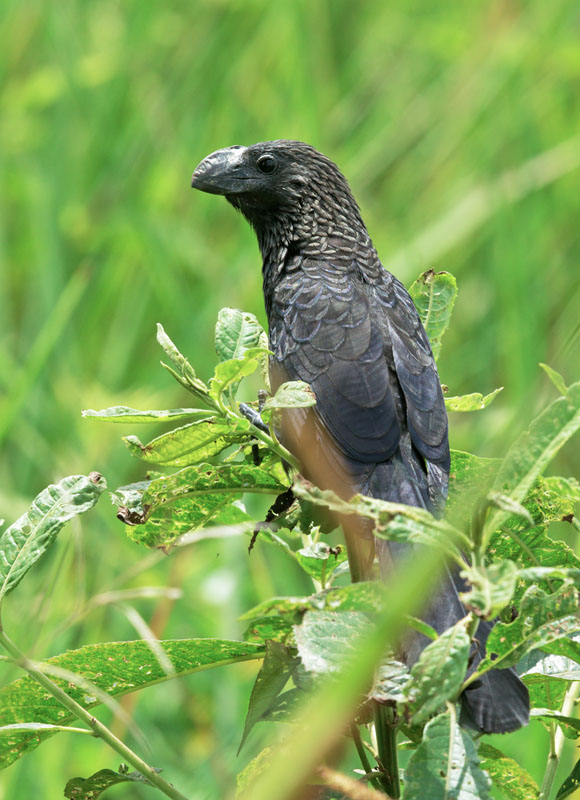 Smooth-billed Ani