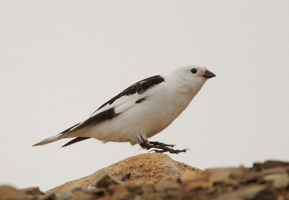 Snow Bunting
