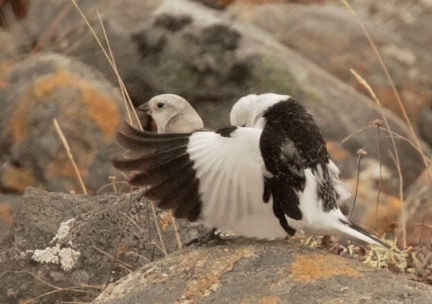 Snow Buntings