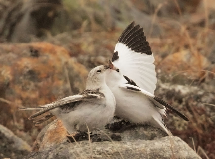 Snow Buntings