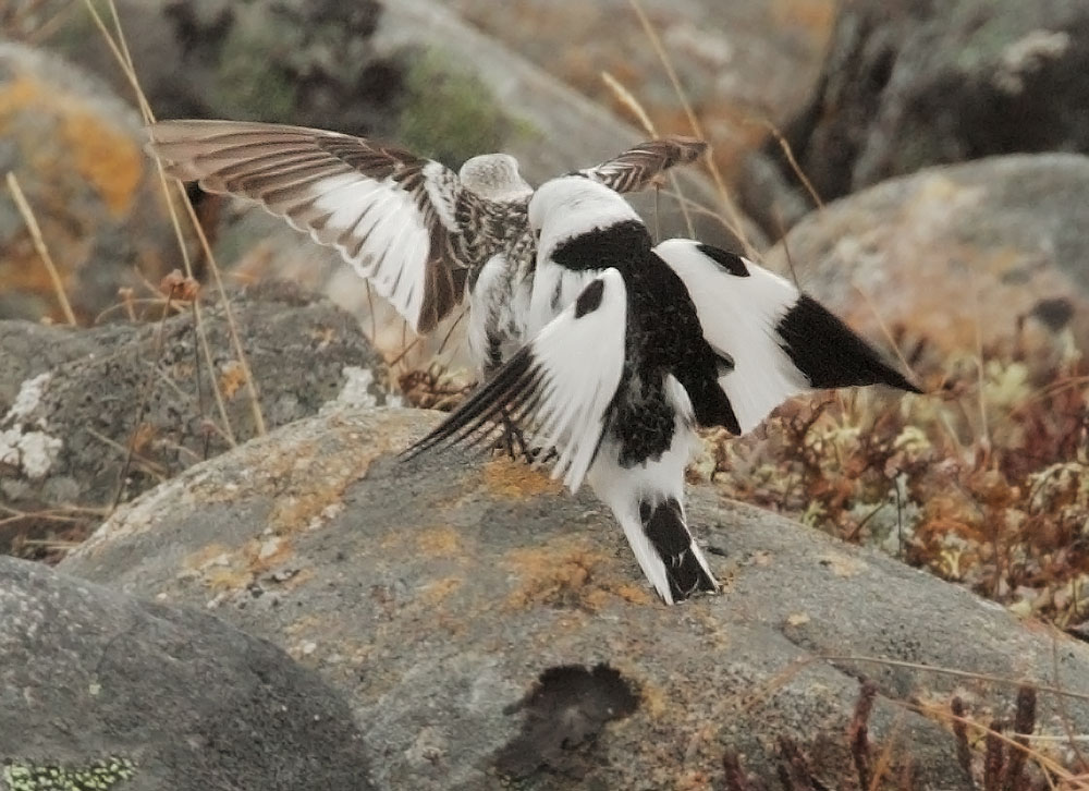 Snow Buntings