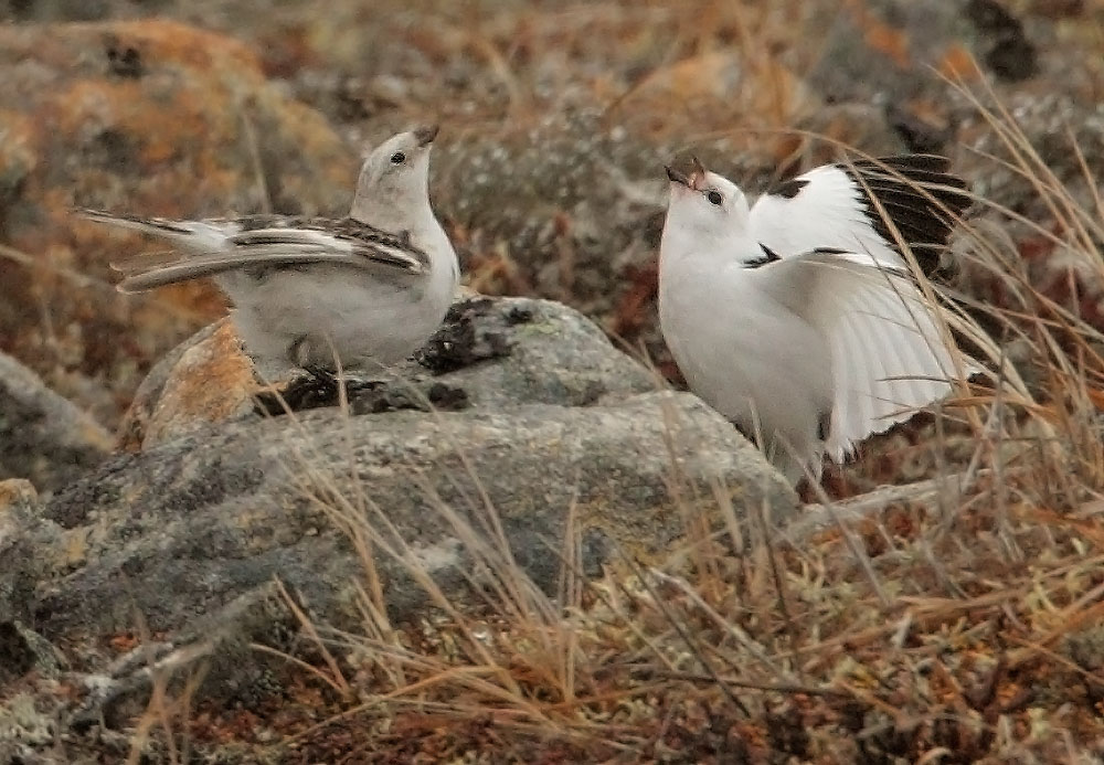 Snow Buntings