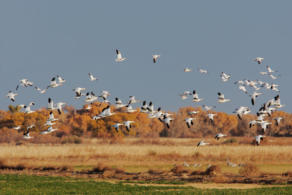 Snow Geese