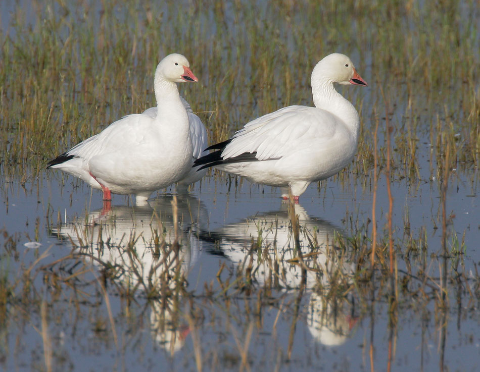 Snow Geese