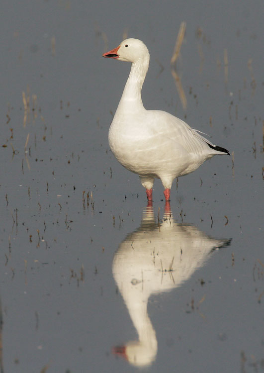 Snow Goose