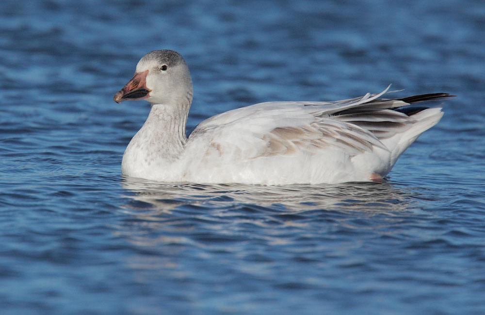 Snow Goose