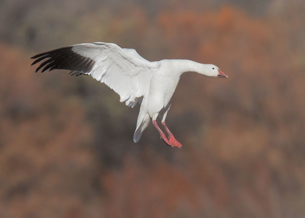 Snow Goose