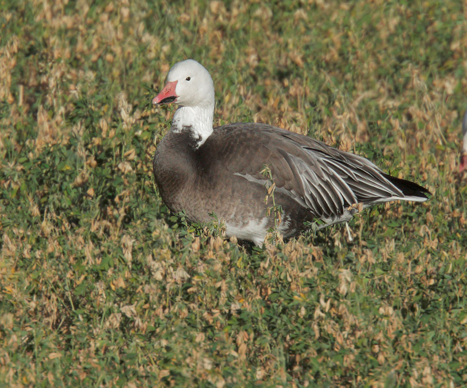 Snow Goose