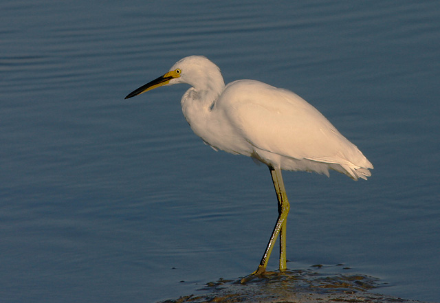 Snowy Egret, juvenile, 8/28/04, Palo Alto Baylands